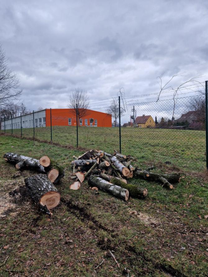 kácení břízy v těsné blízkosti pozemní komunikace Ostrava